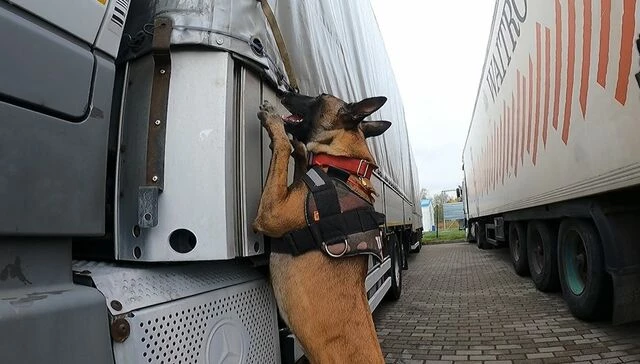 собака_луна_таможня